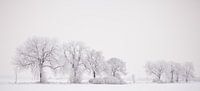 Bomenrij in de winter