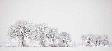 Bomenrij in de winter van Richard Geven