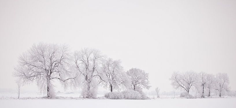 Bomenrij in de winter par Richard Geven