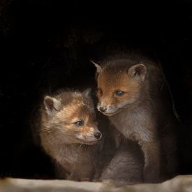 Red fox cubs by Menno Schaefer