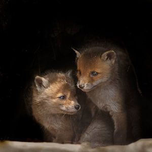 Jeunes renards louveteaux sur Menno Schaefer