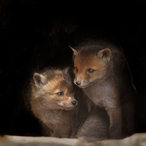 Jonge Vossen Welpen van Menno Schaefer