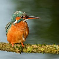 ijsvogel