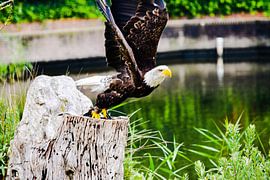 Birdshow von Wouter Bakker