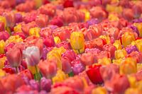 Tulpen Mix  2024