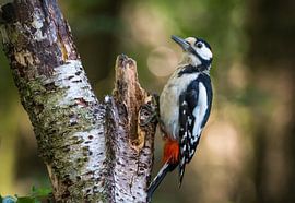 Buntspecht von Kim Claessen