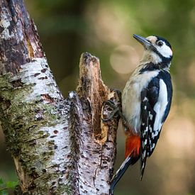 Great spotted woodpecker by Kim Claessen