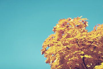 Autumn Tree by Walljar