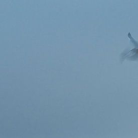 ICM - long exposure vogel 5 van Erik Reijnders