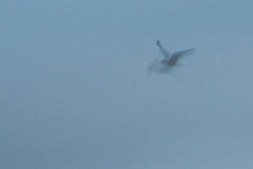 ICM - long exposure bird 5 by Erik Reijnders