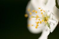 Bloesem 03 by Moetwil en van Dijk - Fotografie thumbnail