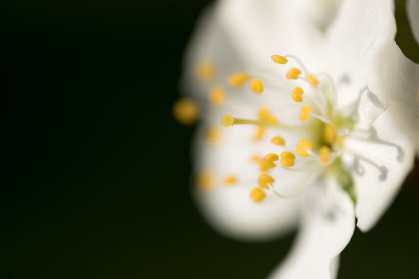 Bloesem 03 by Moetwil en van Dijk - Fotografie