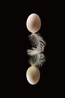 egg on feather