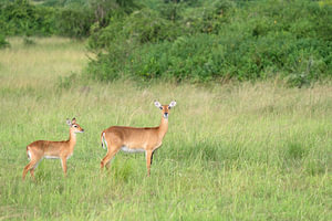 Uganda-Grasantilope (Kobus thomasi), National Parks of Uganda