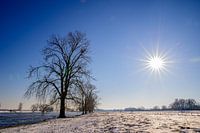 Strahlender Wintertag II