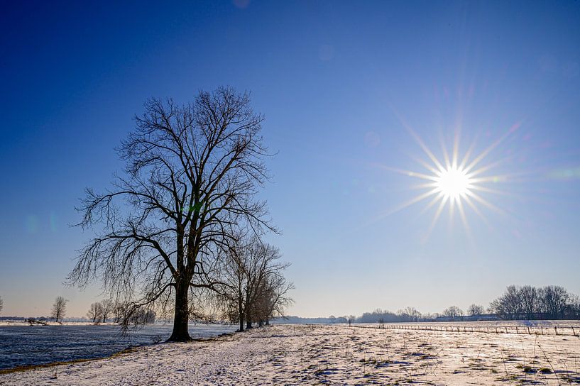 Strahlender Wintertag II von Jan Hoekstra