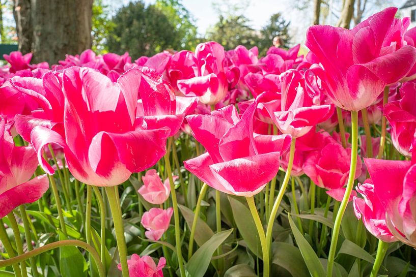 ? Discover the Enchanting Pink Tulips from The Polder Garden ? by Eriks Photoshop