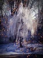 Trauerweide im Winter
