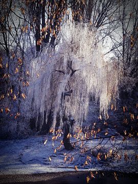 Treurwilg in de winter van Josef Rast Fotografie