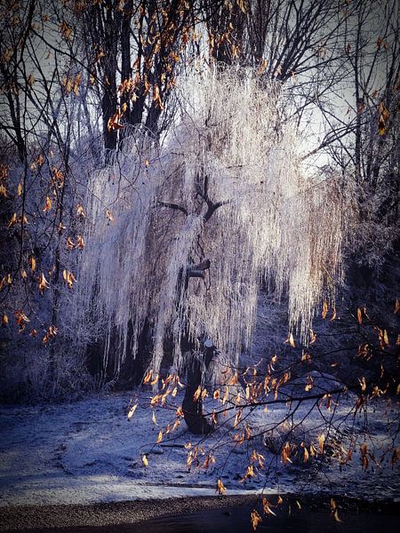 Trauerweide im Winter von Josef Rast Fotografie