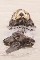 wat een schattige zeeotter
