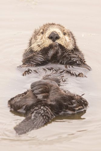Was für ein niedlicher Seeotter