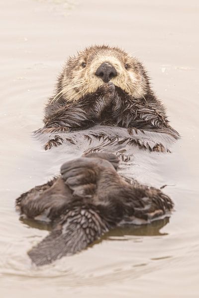 what a cute sea otter by Kris Hermans