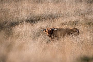 Highlander en Golden Field Tranquillity en Natural Shades sur Femke Ketelaar