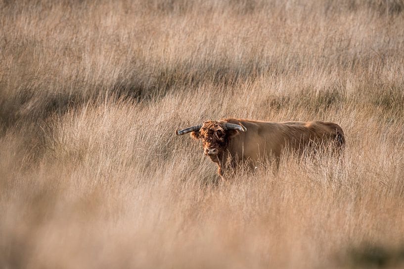 Highlander in Golden Field Tranquillity in Natural Shades by Femke Ketelaar