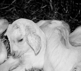 Baby Ziege Ein Zicklein