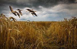 flying greylag geese by patrick verweire