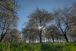 Bloesem kersenbomen sur Moetwil en van Dijk - Fotografie