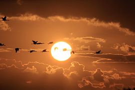 Zonsondergang Kranen Zingst Oostzee Duitsland
