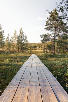 The Golden Path | Evening Serenity in Idre, Dalarna Sweden