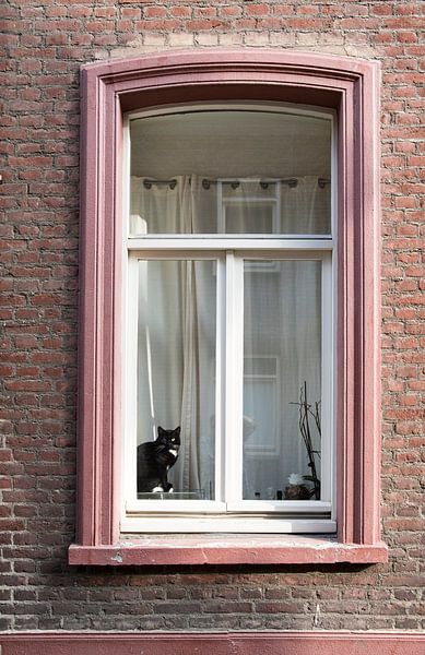 kat van Joep Deumes