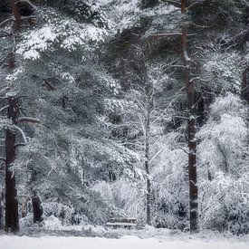 Winter fairytale forest by Connie de Graaf