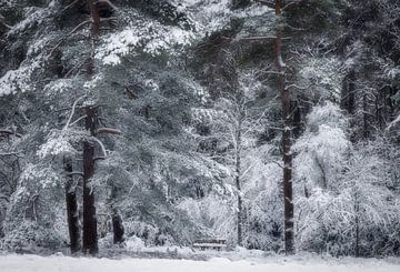 Winter fairytale forest