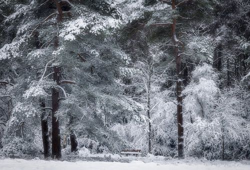Wintermärchenwald von Connie de Graaf