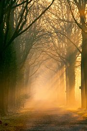 Burchtlaan Nienoord Lauch mit Sonnenharfen - Hochformat von R Smallenbroek