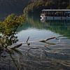 De belles racines dans l'eau du parc national des lacs de Plitvice sur Anges van der Logt