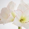 Amaryllis wit von Liesbeth Bossink