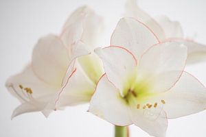 Amaryllis wit sur Liesbeth Bossink