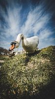 Schwan