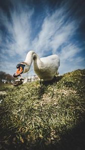 Cygne sur Bjorn Brekelmans