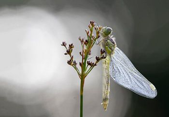Voor je van me wegvliegt....