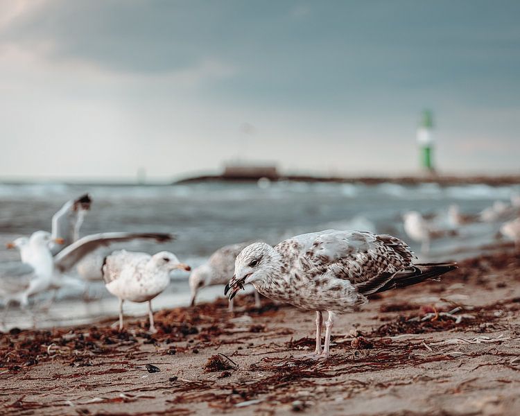 Seagulls on the beach by Bild.Konserve
