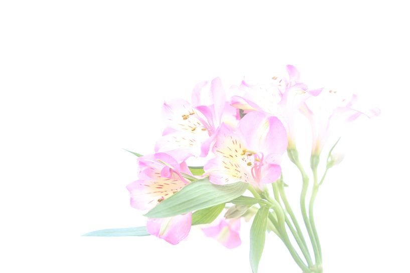 Romantic flowers by Hannelore