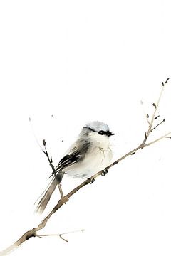 Aquarel staartmees van Christian Müringer