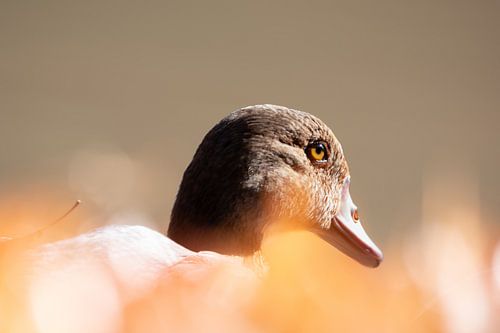 Close-up of a Nile goose by JoachimD.Kruse-Photography