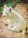 Someone To Throw The Ball by Dorothy Berry-Lound thumbnail
